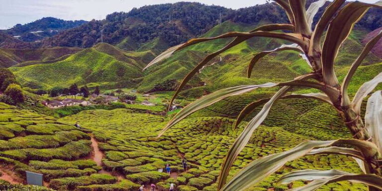 Cameroon Highland : Best nature in highland - The Practicalities: What You Need to Know