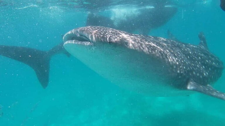 Cebu: Whale Shark Swim, Kawasan Falls & Sardine Run - Transportation and Practicalities