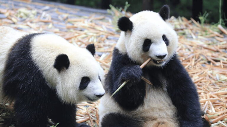 Chengdu: Giant Panda Base Reservation and Entry - The Value of the Experience