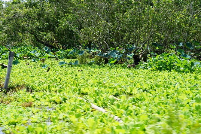 Culture and Wildlife Discovery Explore Chau Doc Tra Su Forest - Why This Tour Offers Great Value