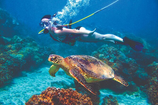 Curacao Sea Trek Snuba Combo Walk Tour and Dive the Ocean - Who Will Love This Tour?
