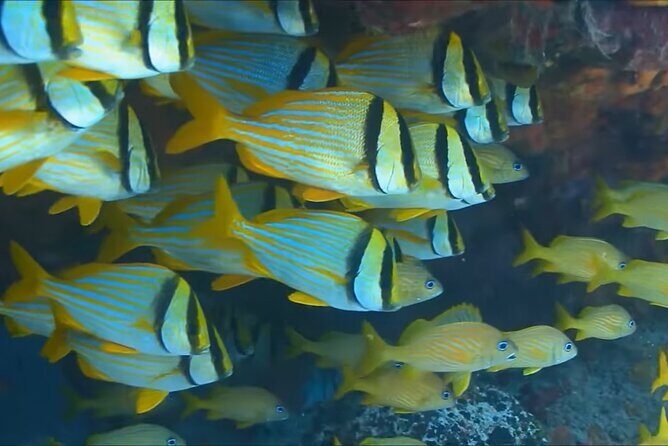 Customize Snorkeling with Option shopping Lunch & Stop local food - Customized Shopping and Local Food Stops