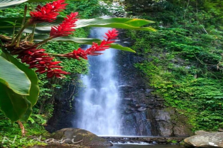 Dark View Falls Tour with Trubb Taxi Tours SVG - What Travelers Can Expect