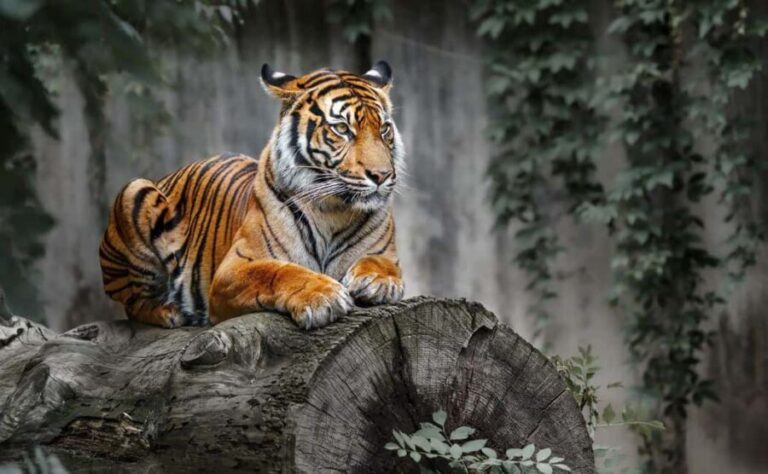 From Delhi: Ranthambore National Park Day Trip with Safari - What to Expect at Each Major Stop