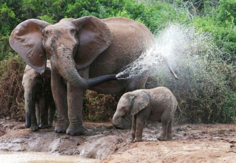 From Delhi: Taj Mahal Tour with Elephant Conservation Centre - The Value and Practical Aspects