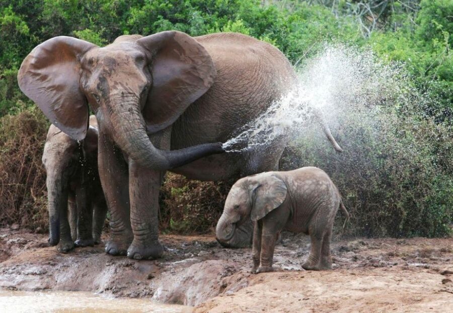 From Delhi: Taj Mahal Tour with Elephant Conservation Centre - The Value and Practical Aspects