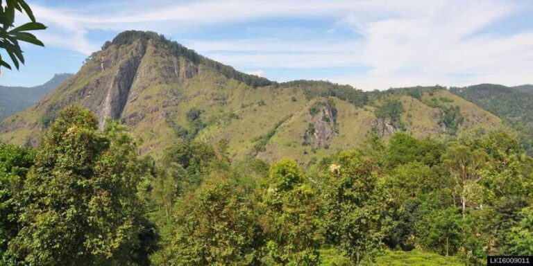 From Ella: Little Adams Peak and Nine Arches Bridge Hiking - What to Expect: An Authentic and Well-Organized Experience