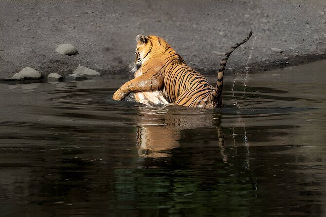 From Jaipur: 2 Days Private Tour of Ranthanbore Tigers Safari - Visiting Ranthambore Fort: A Cultural Interlude