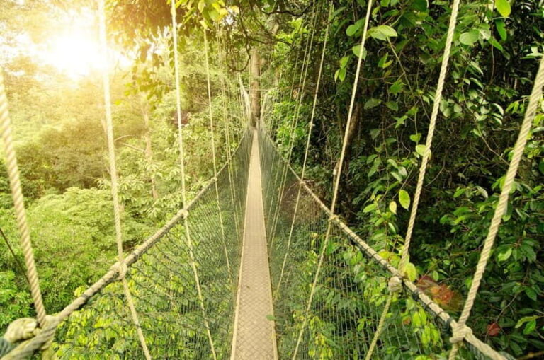 From Kuala Lumpur: Taman Negara Private Tour - What to Expect on the Day