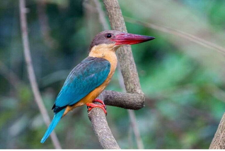 From Negombo: Exclusive Madu River Safari & Turtle Hatchery - Why This Tour Offers Great Value