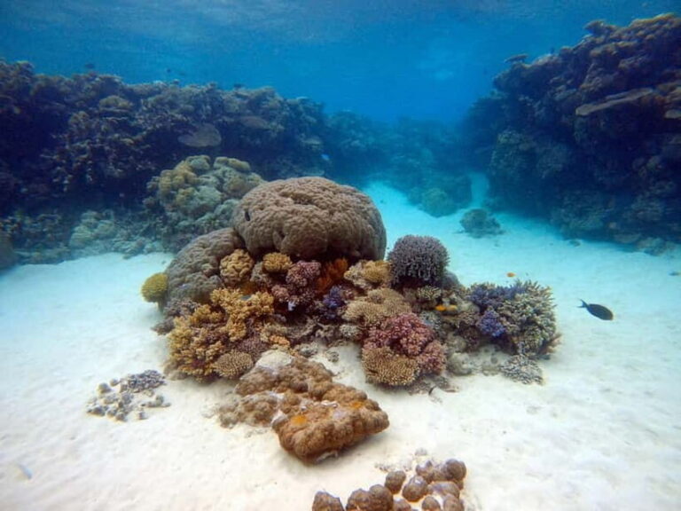 From Phi Phi : Maya Bay snorkeling trip by Speed Boat - What’s Included and What’s Not