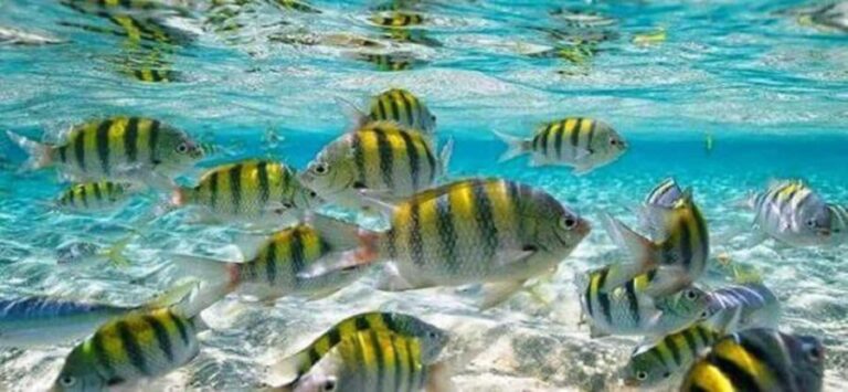 From Puerto Plata: Cayo Arena by VIP Speedboat and Snorkel - The Itinerary in Detail