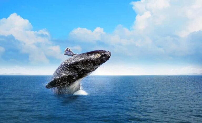 From Punta Cana: Samana Bay Whale-Watching Cruise with Lunch - What Travelers Say: Authentic Perspectives