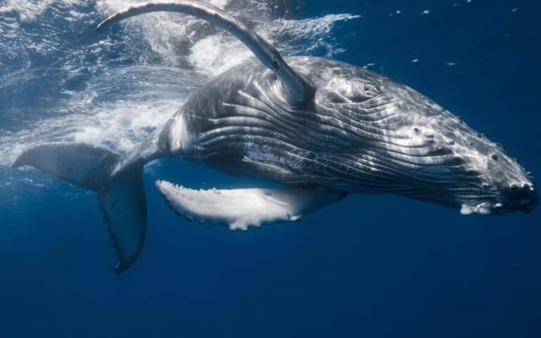 From Punta Cana: Sanctuary Whale Watching Day Trip - Authenticity and Guest Experiences