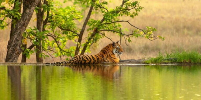 From Sariska: Official Tiger Safari in Open Jeep with Guide - FAQ