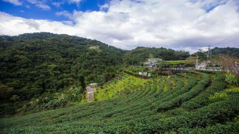 From Taipei: Thousand-Island Lake & Tea Museum Private Tour - Analyzing the Value