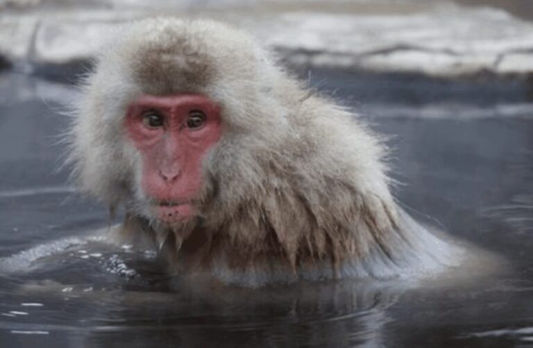 From Tokyo: Private Day Trip to Snow Monkey & Zenkoji - Transportation and Group Dynamics