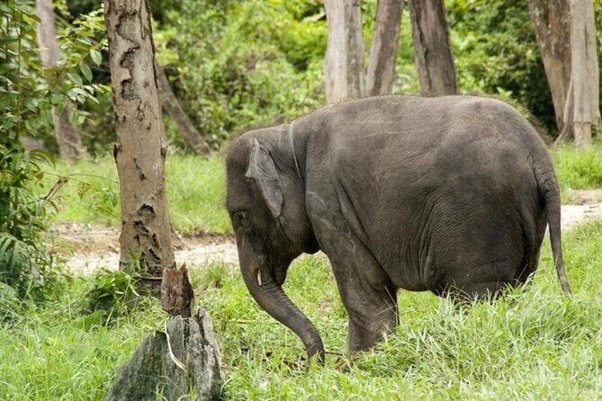 Full Day Elephant Sanctuary Tour with lunch Local food - Who Is This Tour Best For?