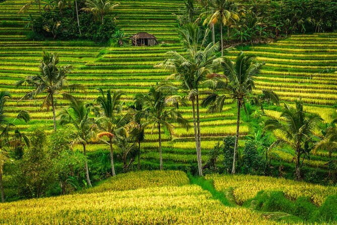 Full Day Tour to Water Temples UNESCO Rice Terraces in Bali - In-Depth Look at the Tour Experience