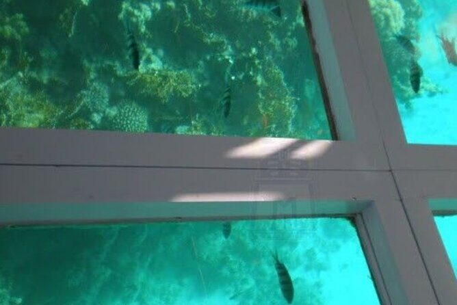 Glass Bottom Boat Water Activity in Montego Bay Jamaica - The Value of This Experience
