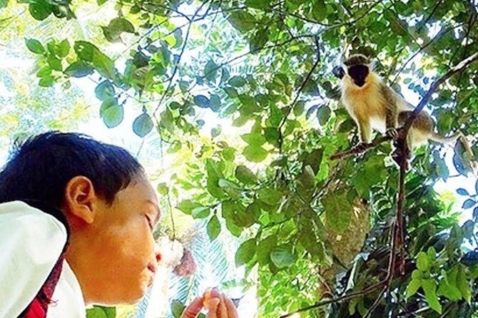 Green Monkey Time - What to Expect on the Tour