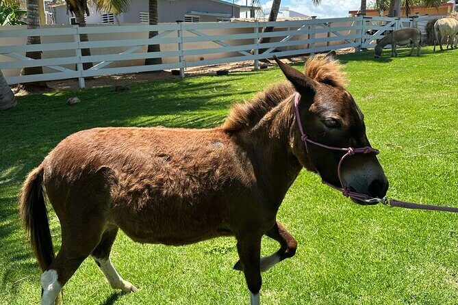 Guided Hike with Miniature Donkeys to a Secluded Beach - Why This Tour Offers Great Value