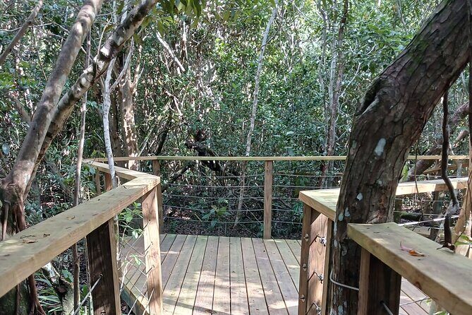 Guided Primeval Nature Walk Tour in Primeval Forest National Park - An In-Depth Look at the Primeval Forest Walk
