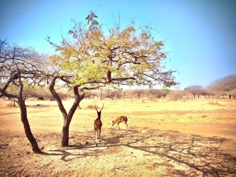 Gujarat: Gir National Park Guided Jeep Safari - The Value of the Tour
