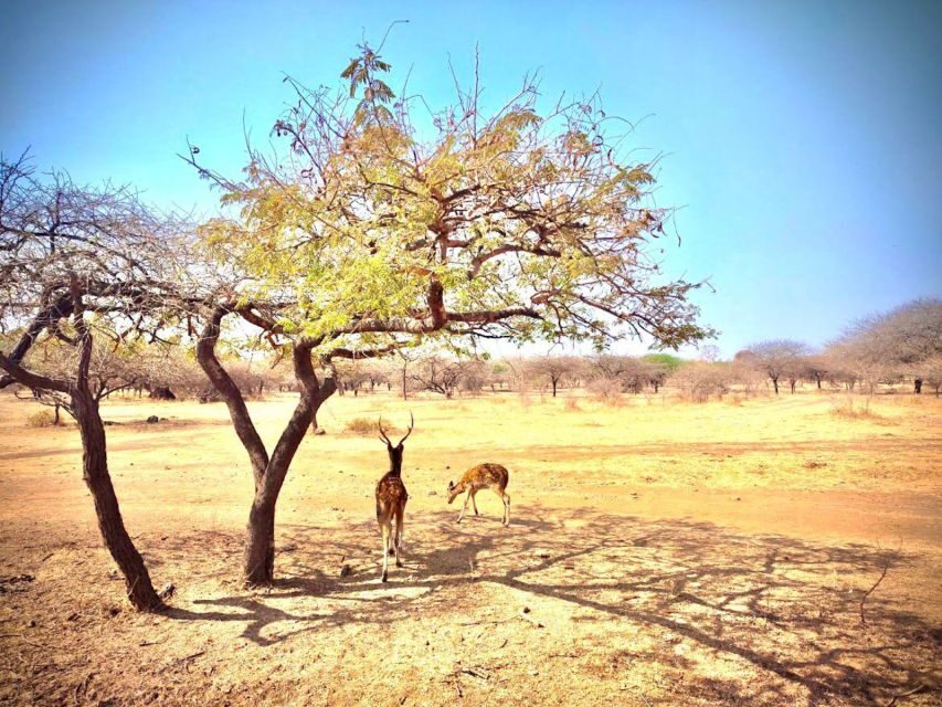 Gujarat: Gir National Park Guided Jeep Safari - The Value of the Tour