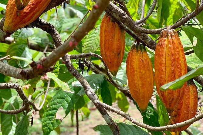 Half-day 3-Course Cocoa Lunch Tour in Trinidad - The Realities: What to Expect