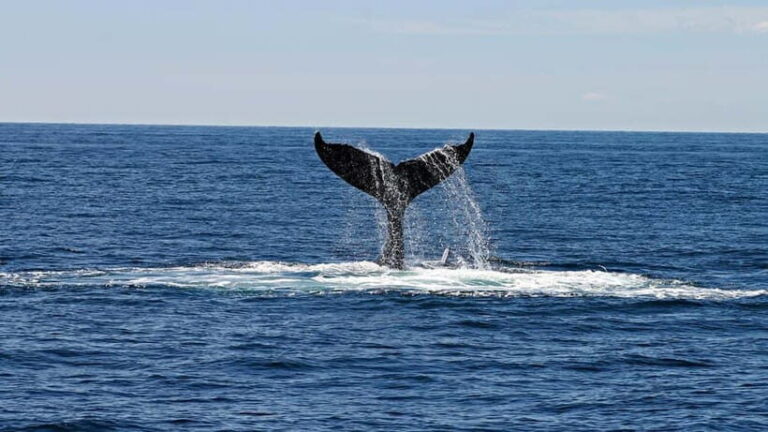 Hikkaduwa/Galle/Ahangama: Whale Watching Tour in Mirissa - What Sets This Tour Apart