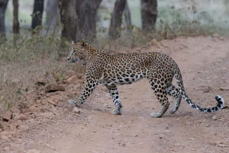 Jaipur: Jhalana/Amargarh Leopard Safari Private Tour - Is It Worth the Price?
