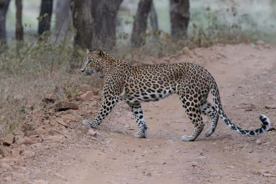 Jaipur: Jhalana/Amargarh Leopard Safari Private Tour - Is It Worth the Price?