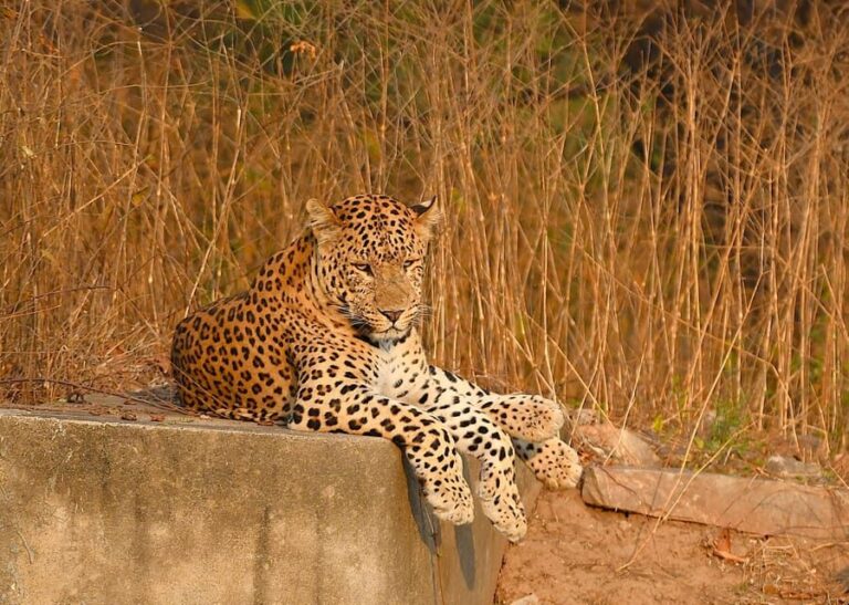 Jaipur: Jhalana Leopard Safari Tour - What to Expect from the Tour