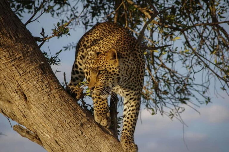 Jaipur: Jhalana leopard safari tour with hotel pickup & drop - The Pros and Cons