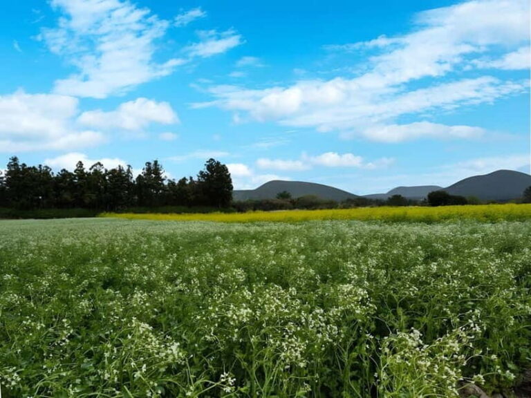 Jeju:K-Drama Spot When Life Gives You Tangerines Hotel pick - What Travelers Can Expect