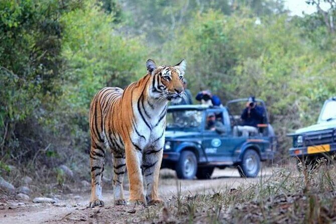 Jim Corbett Jeep Safari - Wildlife Adventure in National Park - What Makes This Safari Special?