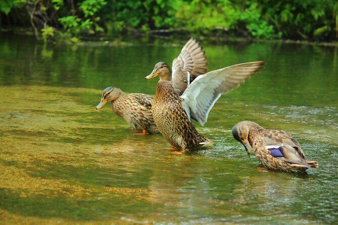 Kamikochi Private Summer Escape: Meet Wildlife in Pristine Nature - The Practicalities: Transport, Timing, and Cost