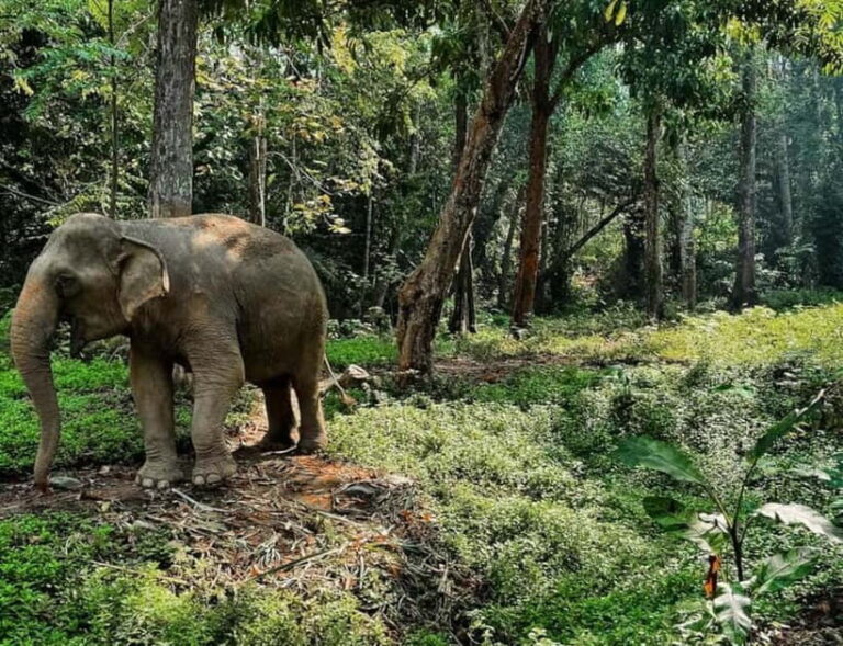Khao Sok: Private Ethical Elephant Sanctuary Adventure - Analyzing the Experience and Its Value