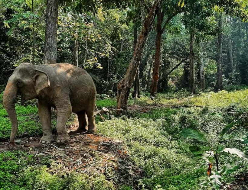 Khao Sok: Private Ethical Elephant Sanctuary Adventure - Analyzing the Experience and Its Value