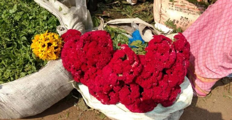 Kolkata: Half-Day Morning Tour w/ Flower Market - An In-Depth Look at the Tour Experience