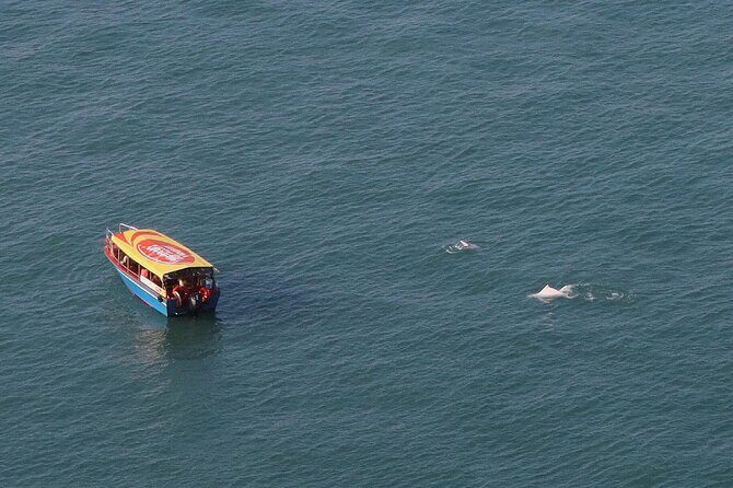 Lantau Group Tour: Dolphin Watching, Fishing Village & Cable Car - What Travelers Are Saying