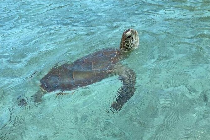 Let me take you to Caicos Jetski safari Private Tour - Frequently Asked Questions