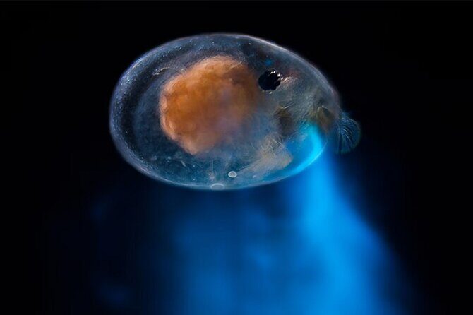 Magical Bioluminescent Night Dive - The Authentic Experience and Why It Matters