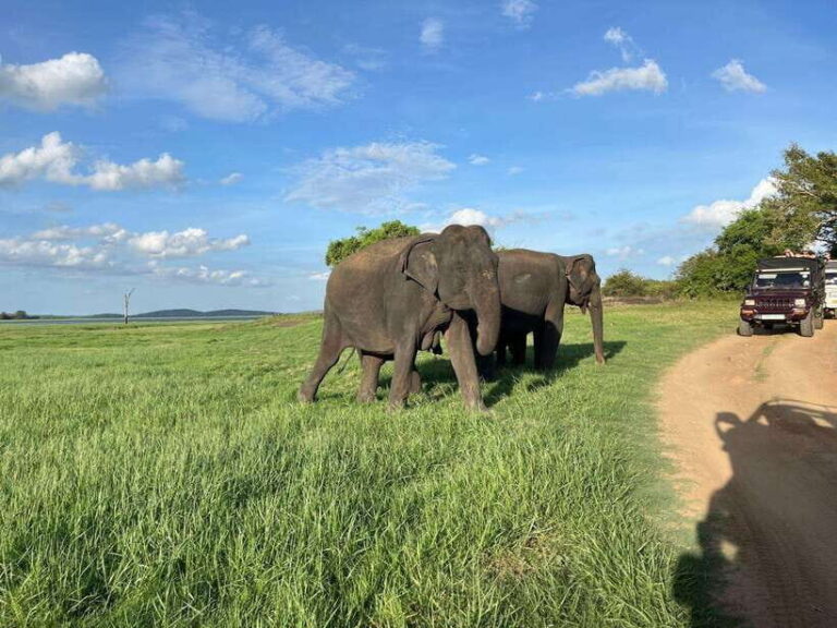 Minneriya National Park : Safari Jeep with Tickets - Who Will Love This Safari?