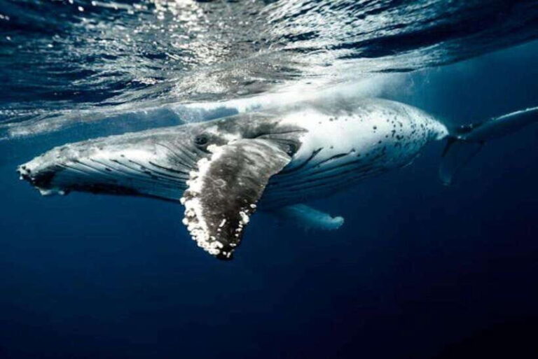 Mirissa: Whale Watching Cruise - Who Will Love This Tour?