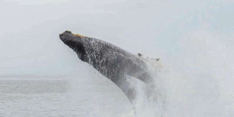 Mirissa: Whale Watching Tour - Analyzing the Value: Is It Worth It?