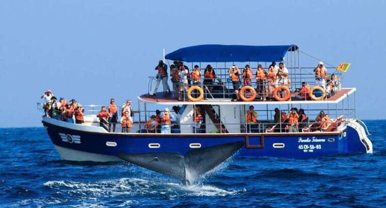 Mirissa Whale Watching, Tour A Once-in-a-Lifetime Experience - What You Can Expect From the Tour