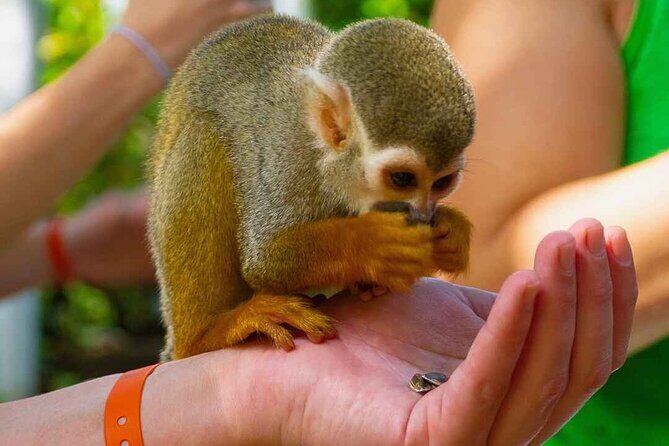 Monkey Enconter & Zip line Adventure - Exploring the Itinerary and What to Expect
