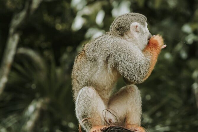 Monkey Jungle with Zip line - The Sum Up